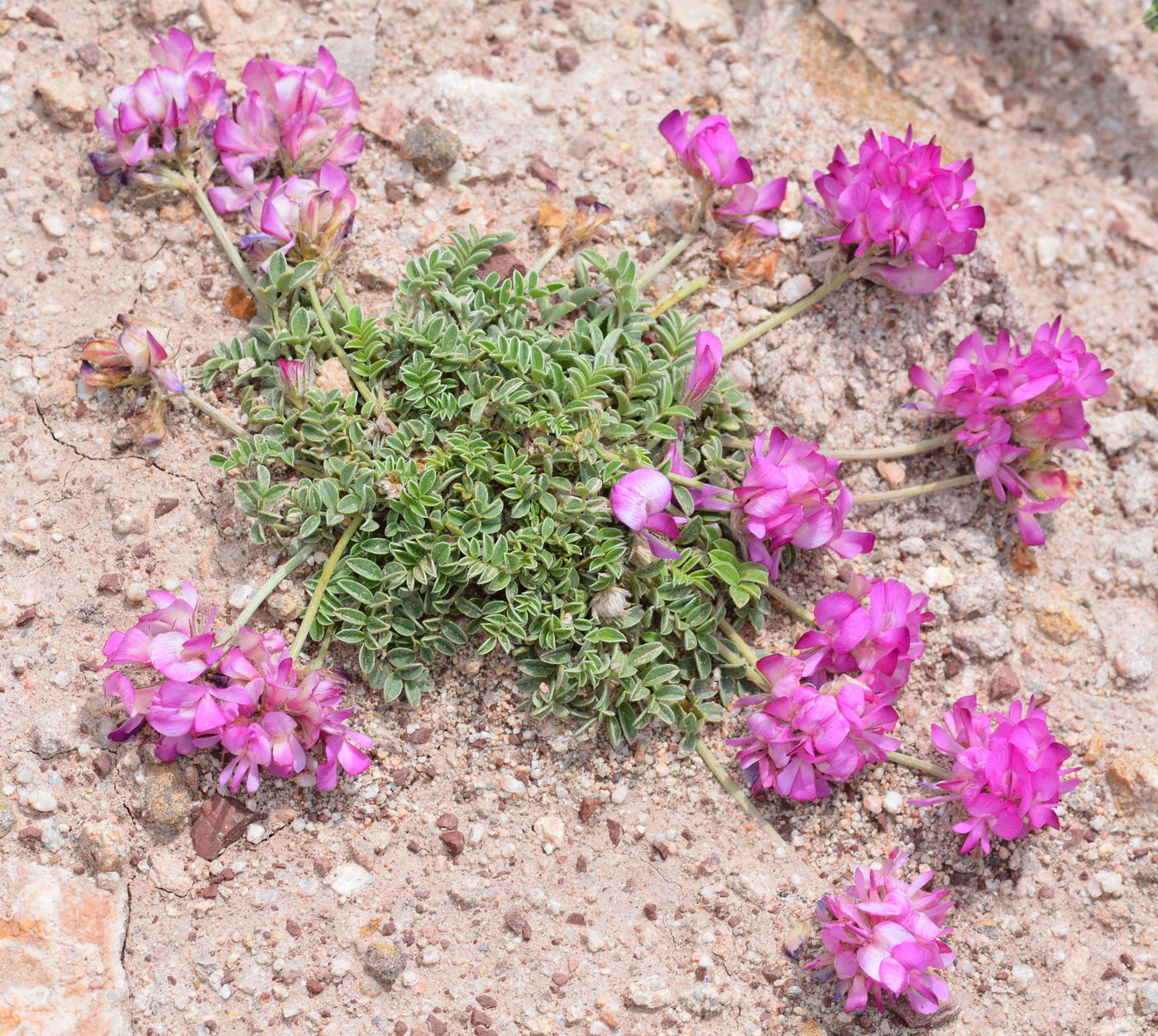 Image of Hedysarum minjanense specimen.