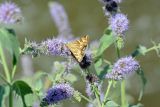 Mentha asiatica