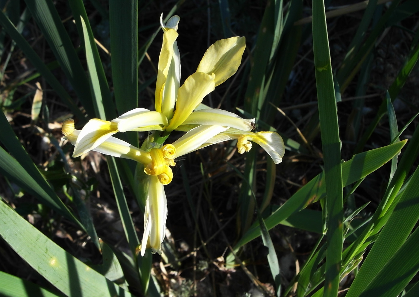 Image of Iris halophila specimen.