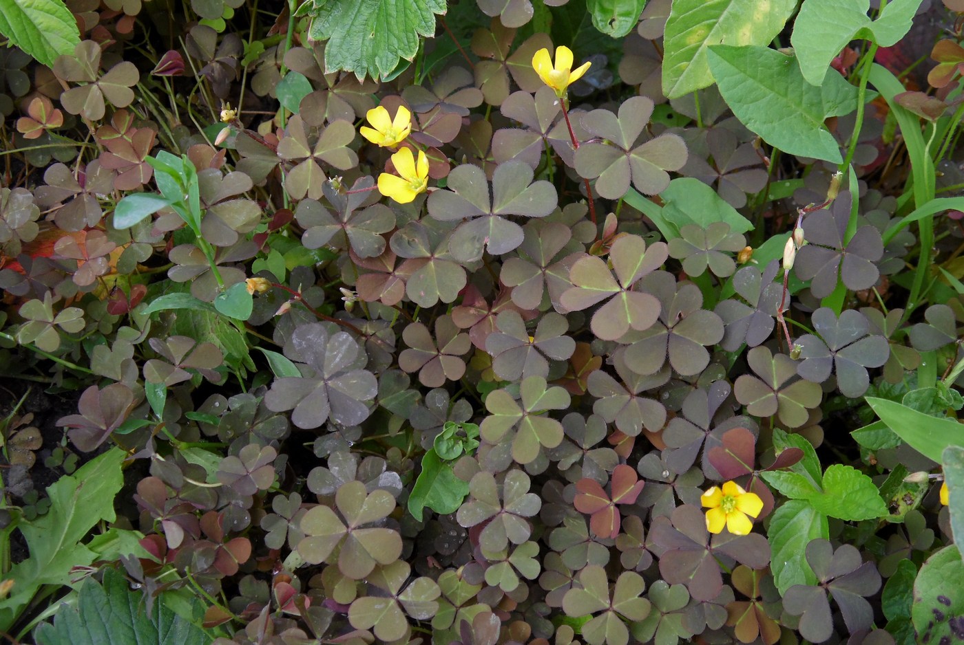 Image of Oxalis corniculata specimen.