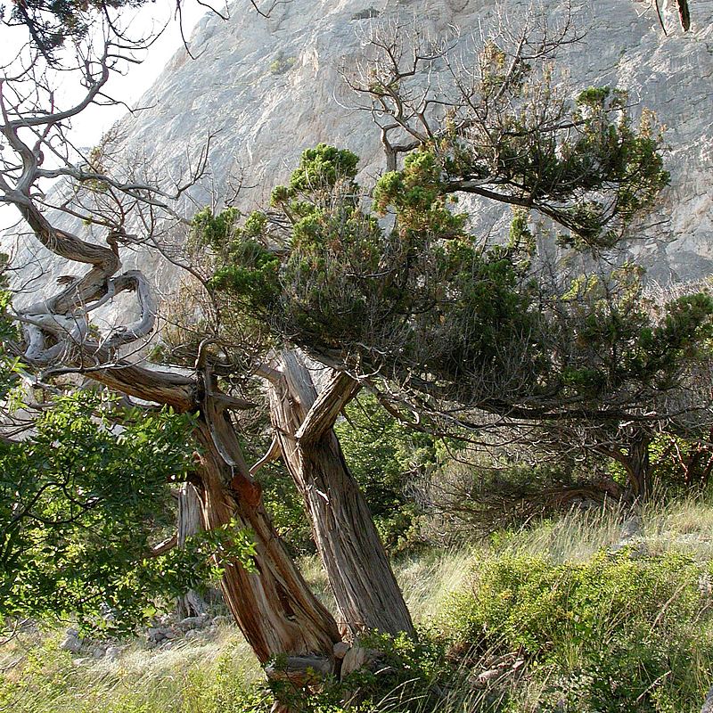 Image of Juniperus excelsa specimen.