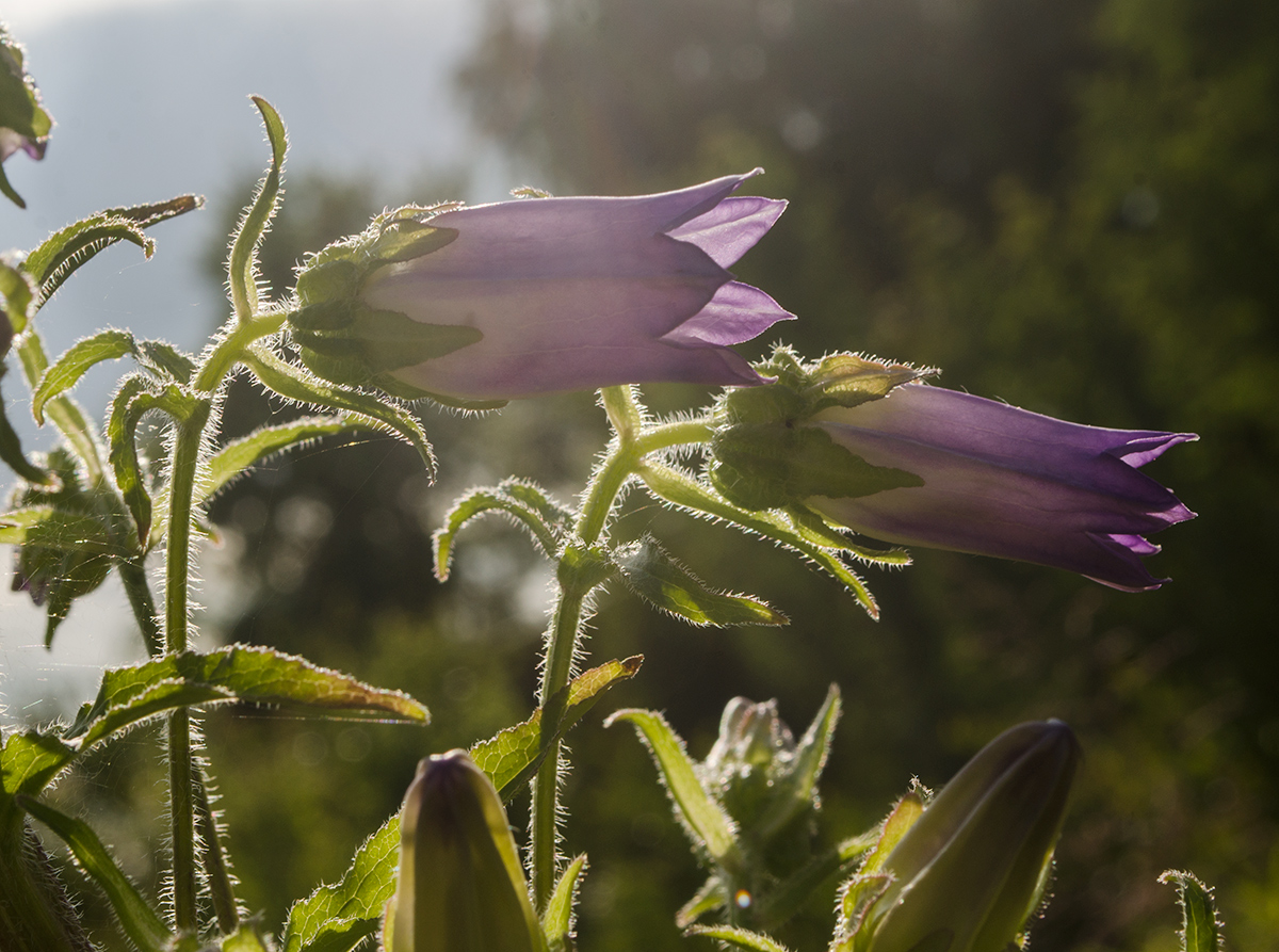 Image of Campanula medium specimen.