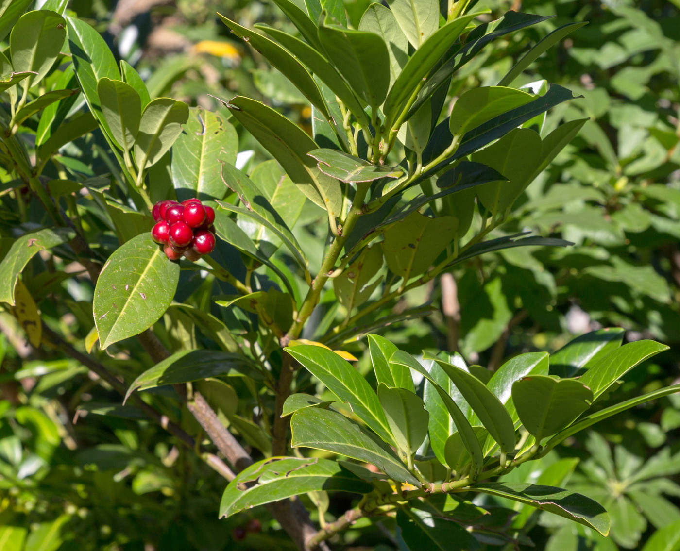 Изображение особи Lauro-cerasus officinalis.