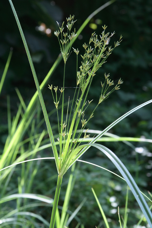 Image of Cyperus longus specimen.