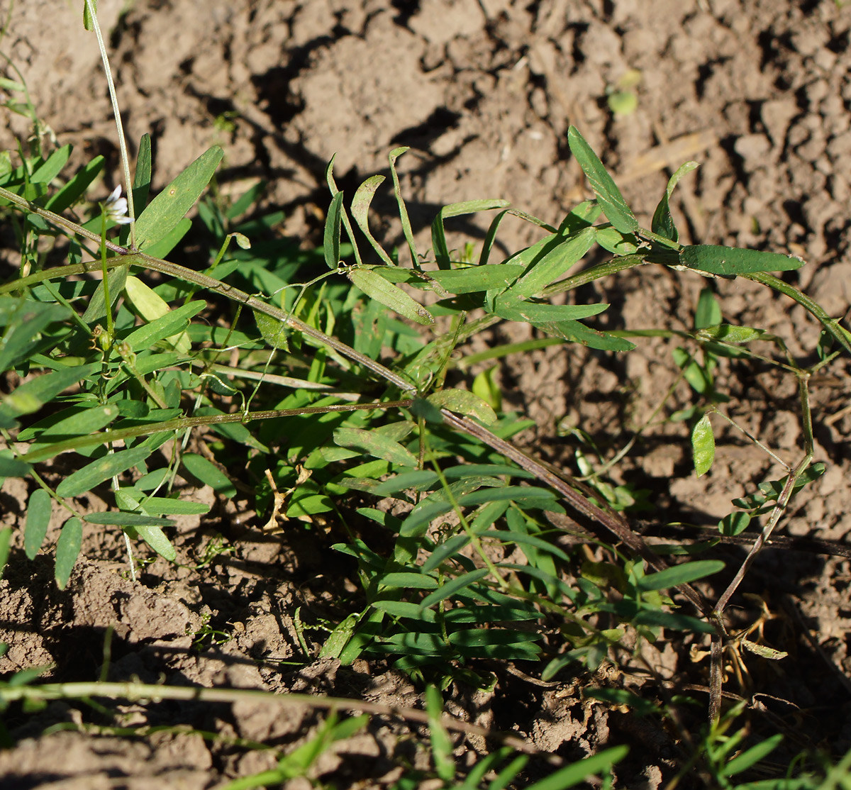 Image of Vicia hirsuta specimen.