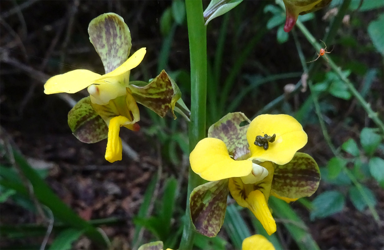 Image of Eulophia streptopetala specimen.