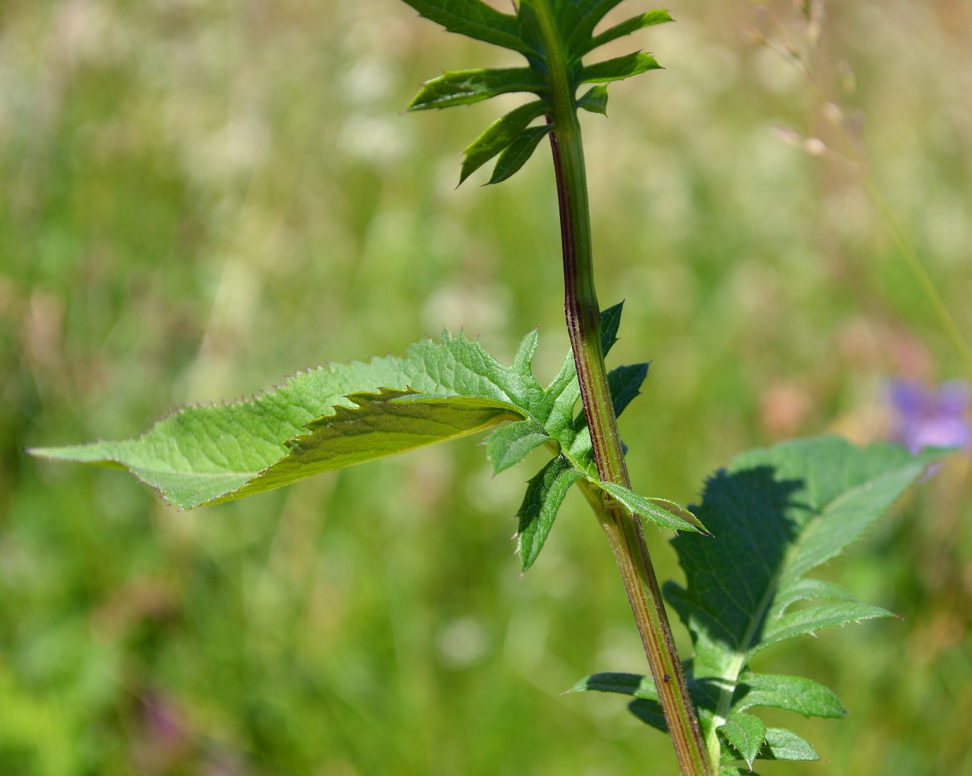 Image of Serratula tinctoria specimen.