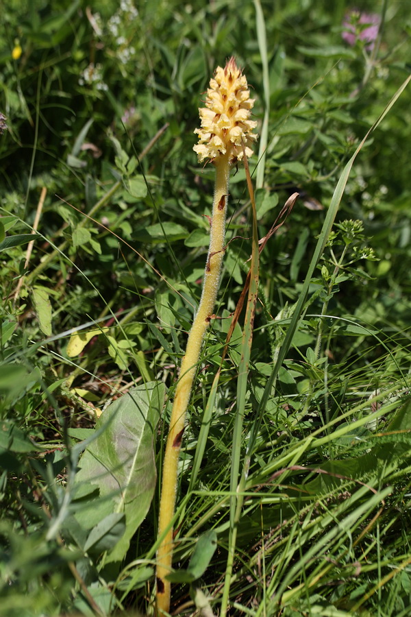 Image of Orobanche bartlingii specimen.