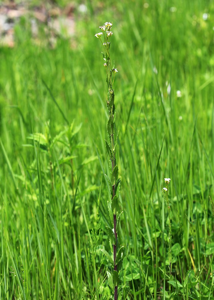 Image of Arabis sagittata specimen.