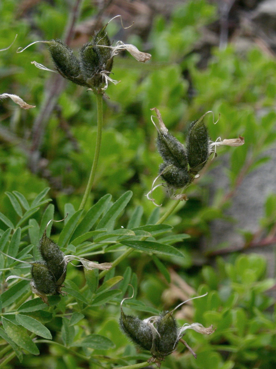 Image of Astragalus suffruticosus specimen.