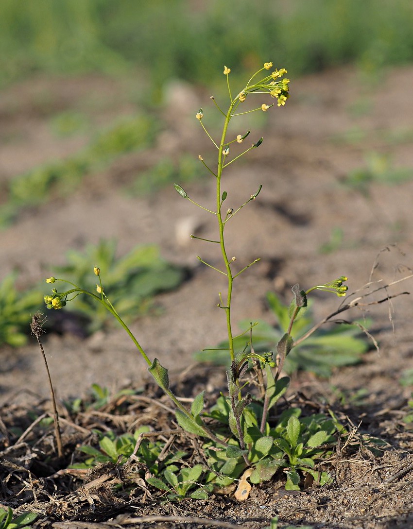 Image of Draba nemorosa specimen.