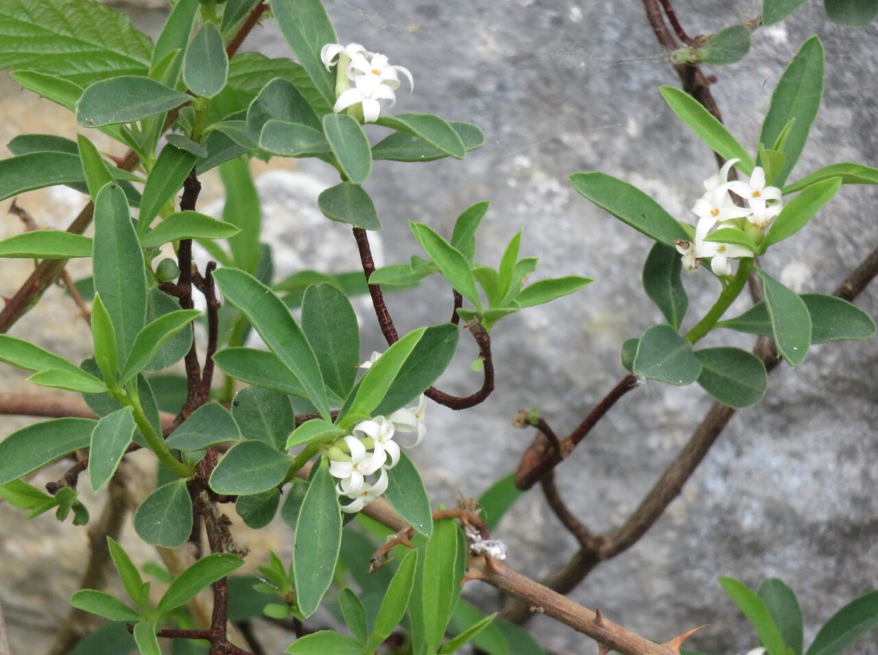 Image of Daphne alpina specimen.