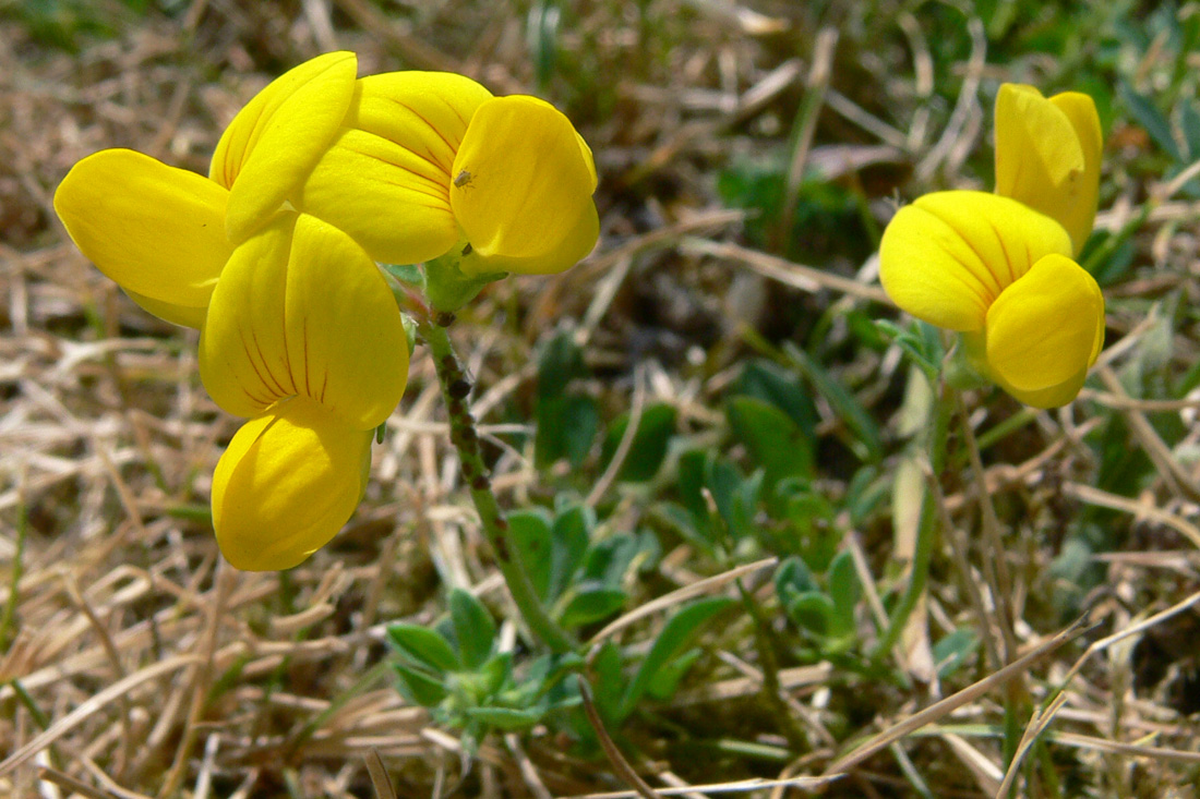 Image of genus Lotus specimen.