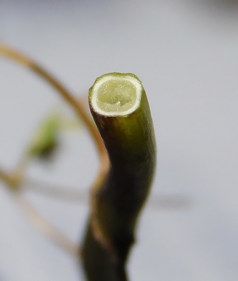 Изображение особи Veronica anagalloides.