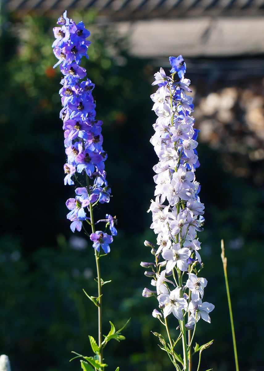 Image of Delphinium elatum specimen.