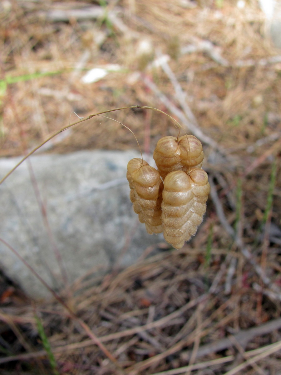 Image of Briza maxima specimen.