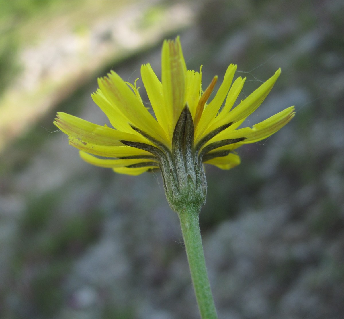 Image of Picris canescens specimen.