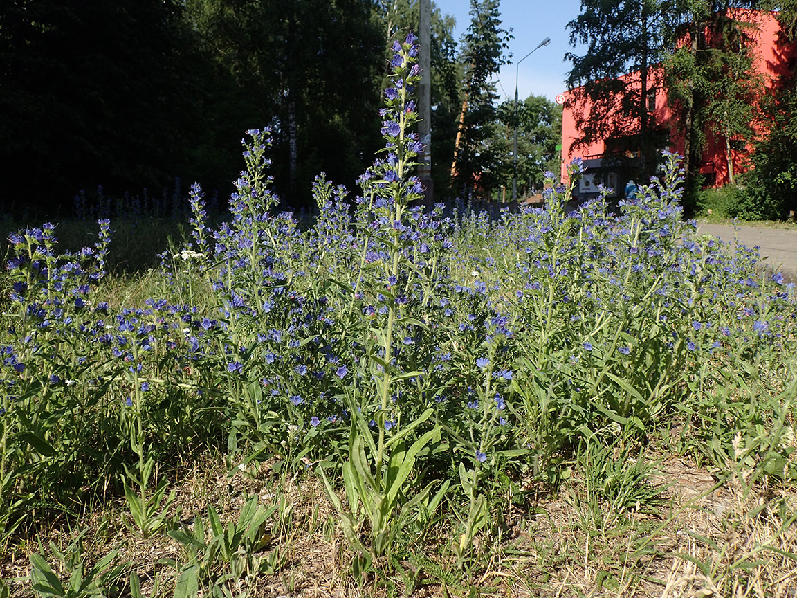 Изображение особи Echium vulgare.