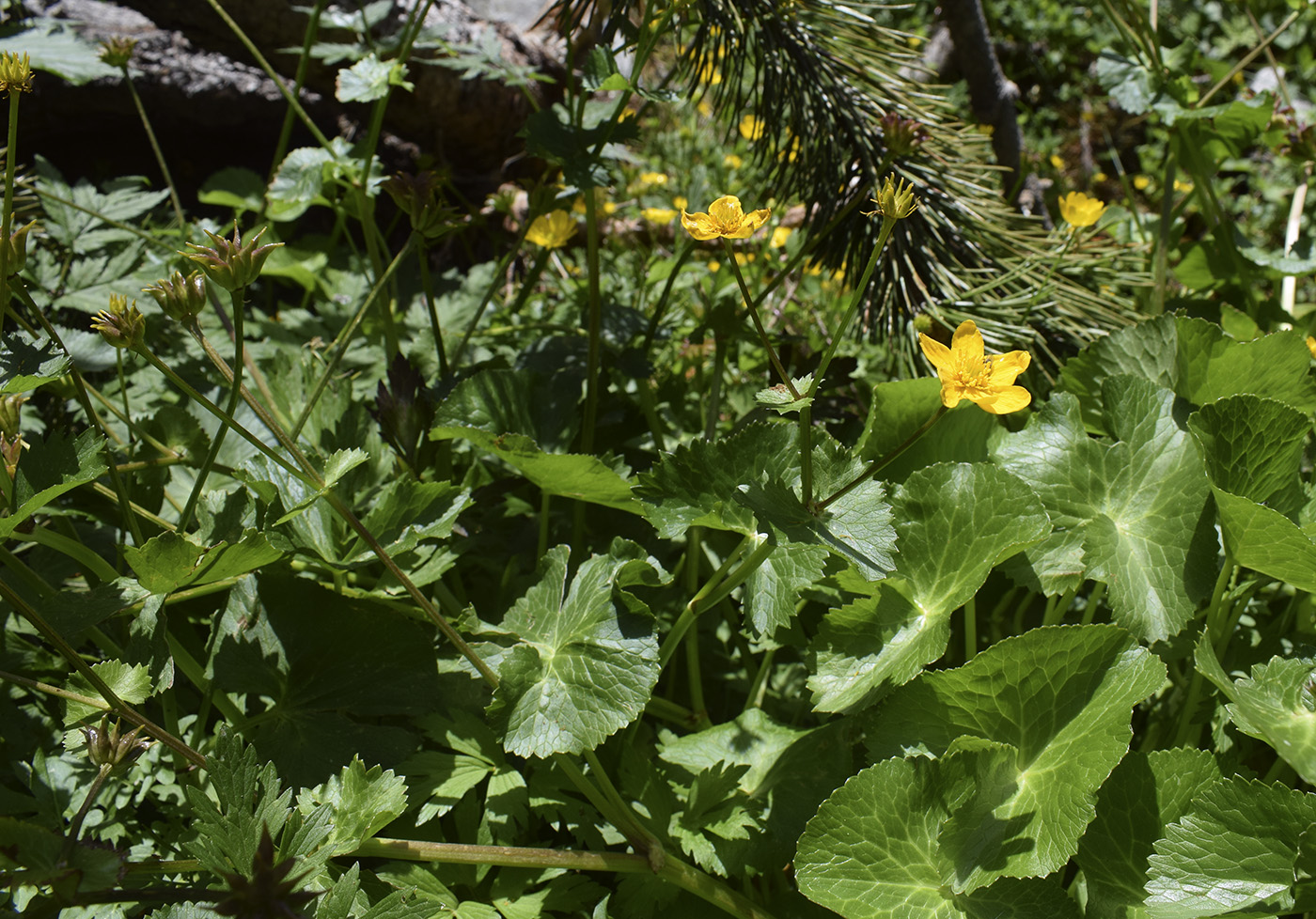 Image of Caltha palustris specimen.