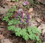 Corydalis solida