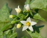 genus Solanum. Соцветие с цветками и бутонами. Тульская обл., Плавский р-н, окр. пос. Молочные Дворы, дачный участок. 24.08.2022.