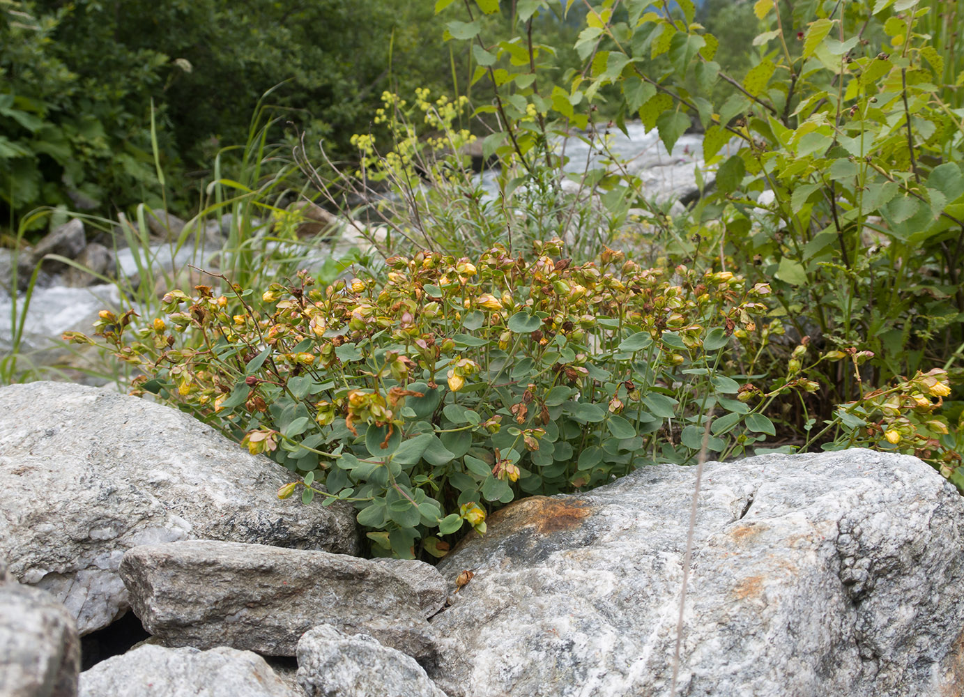 Image of Hypericum nummularioides specimen.