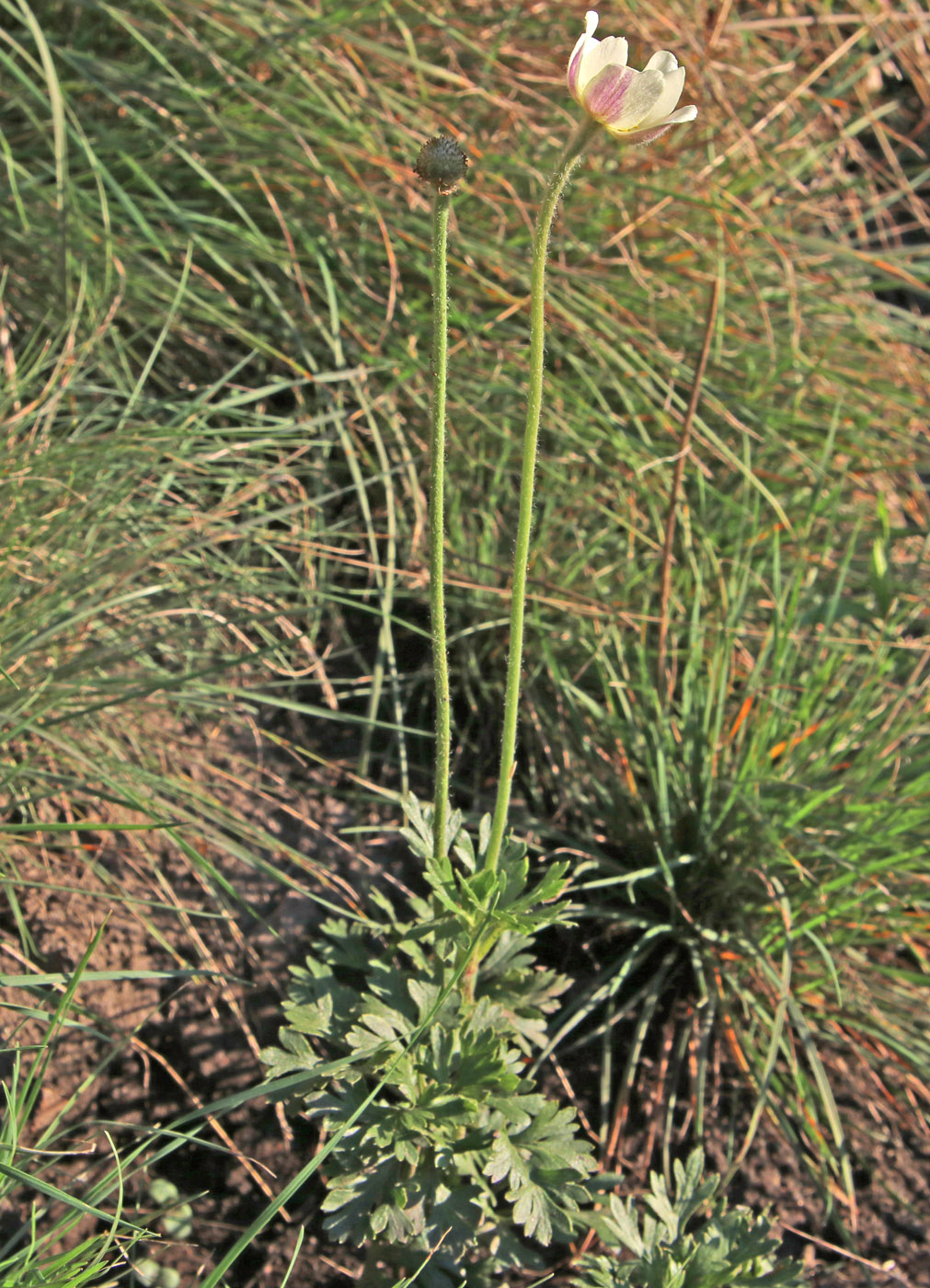 Image of Anemone multifida specimen.