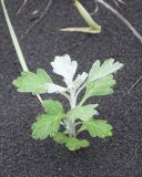 Artemisia stelleriana