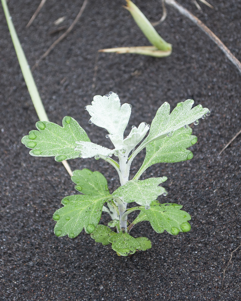 Image of Artemisia stelleriana specimen.