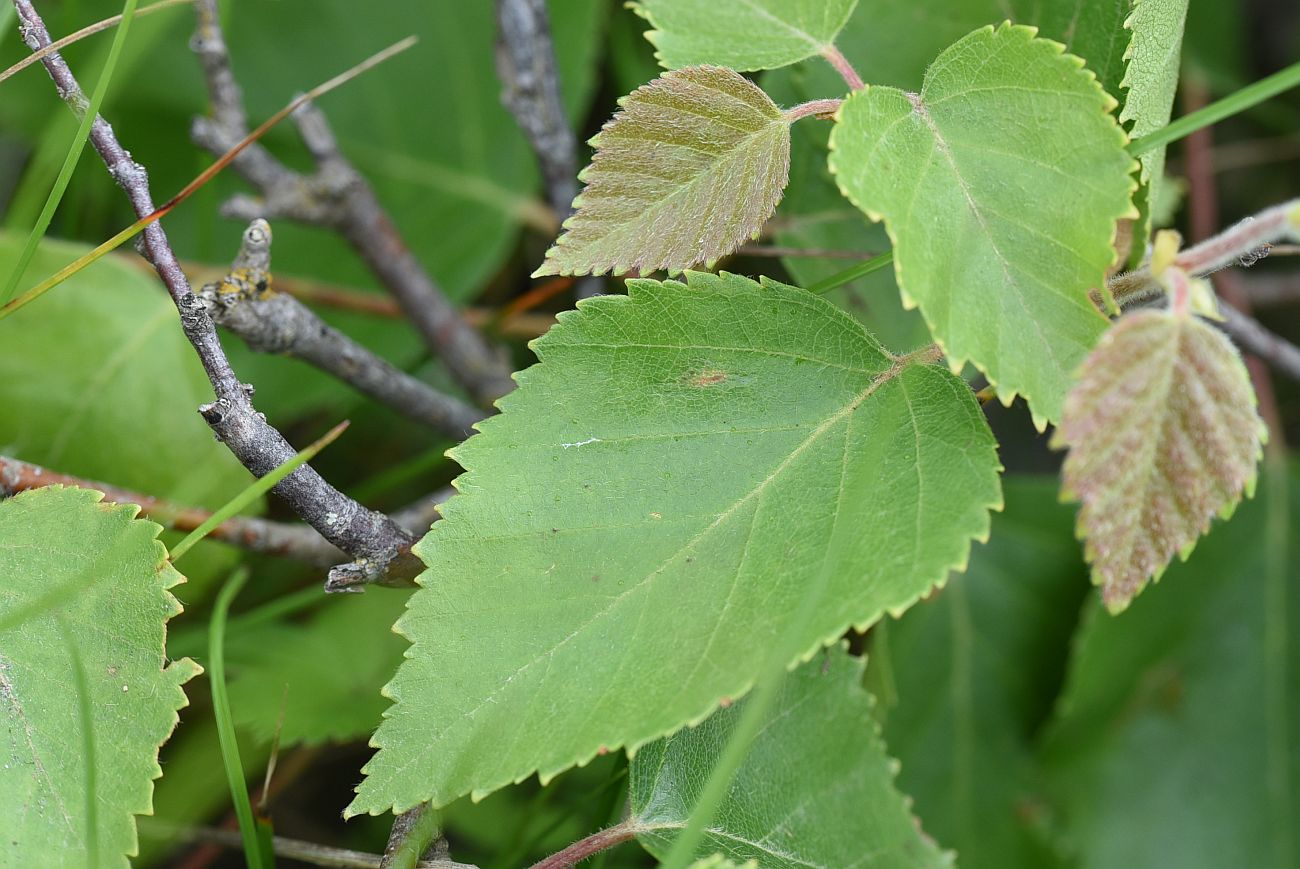 Изображение особи Betula litwinowii.