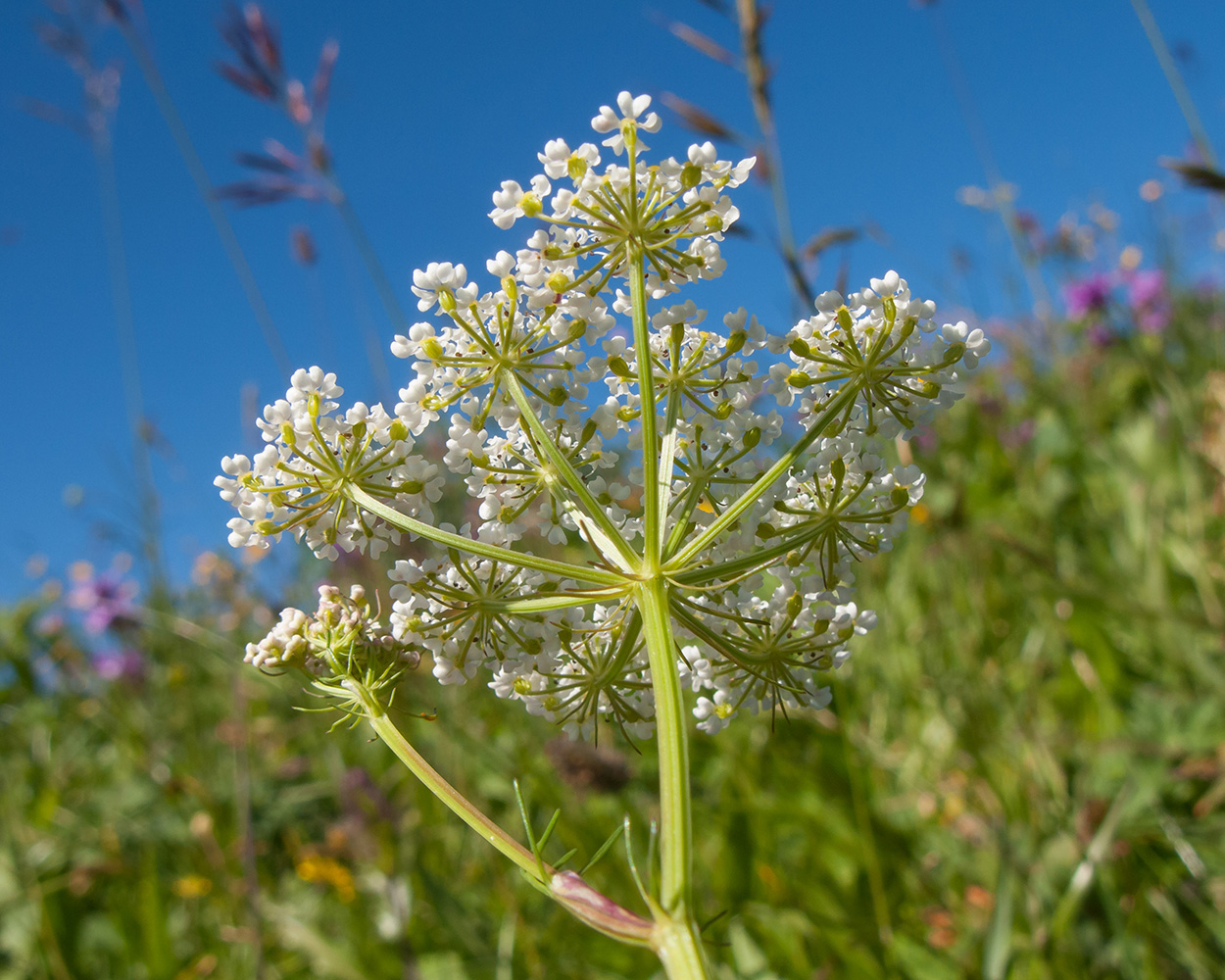 Изображение особи семейство Apiaceae.