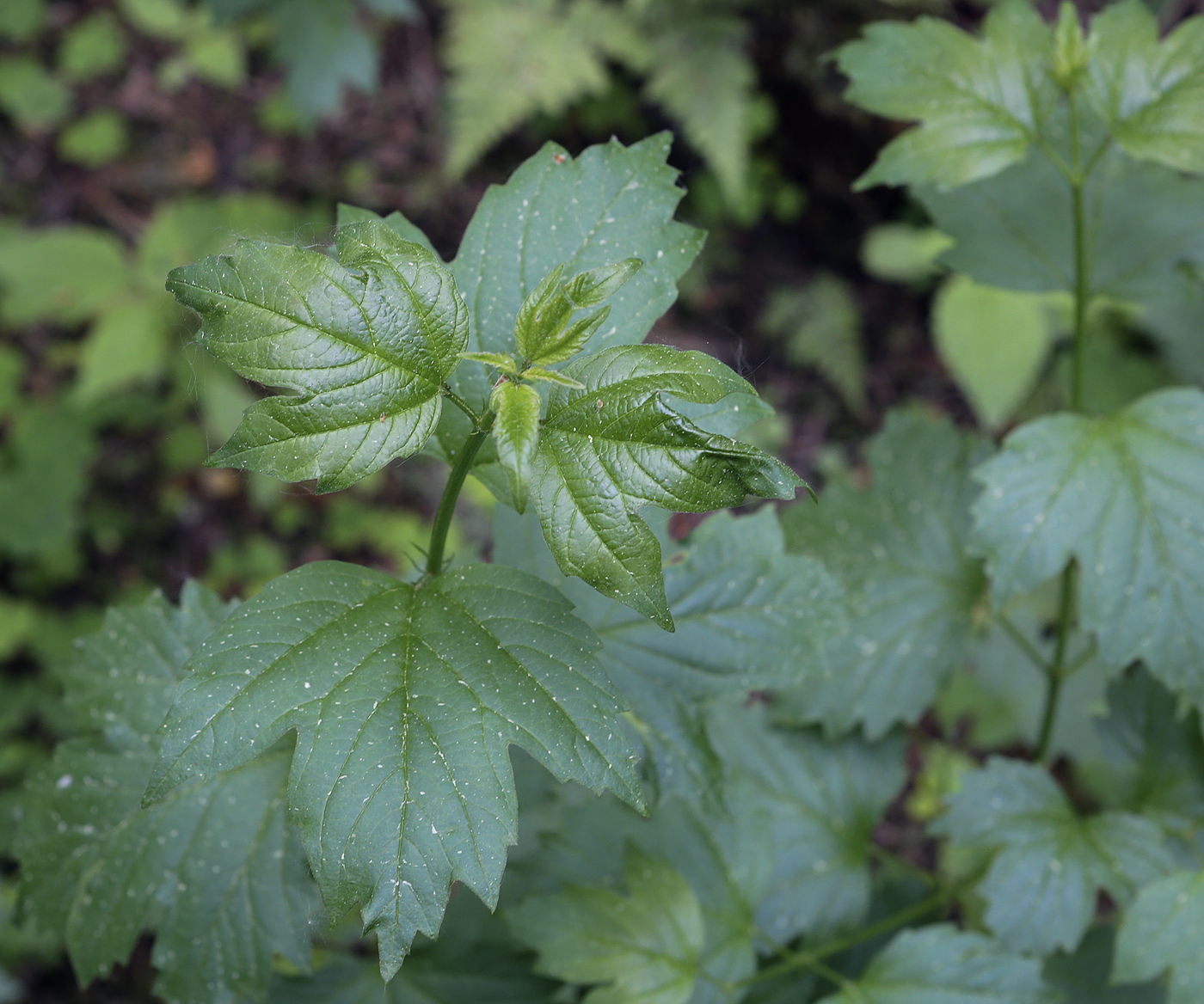 Изображение особи Viburnum opulus.