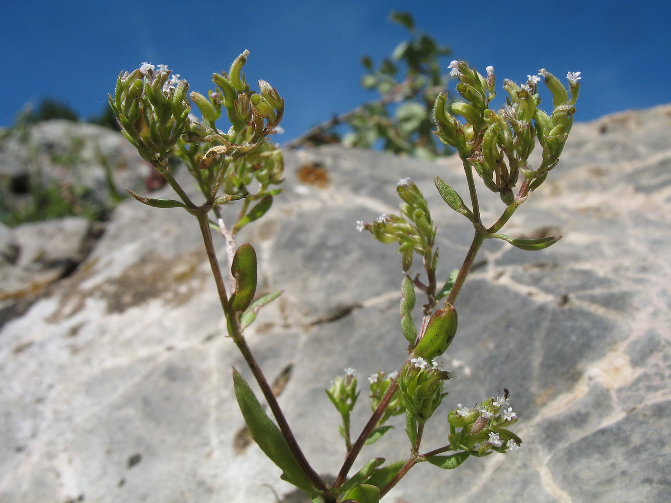 Изображение особи Valerianella plagiostephana.