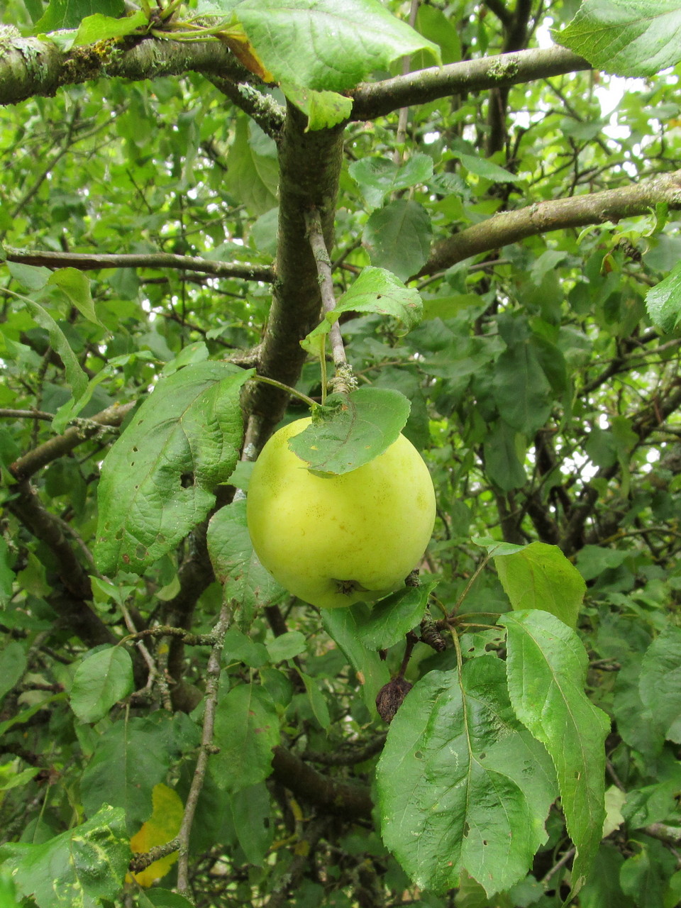 Image of Malus domestica specimen.