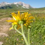 Doronicum macrophyllum. Верхушка цветущего растения. Адыгея, Кавказский биосферный заповедник, Абадзешский перевал, ≈ 2000 м н.у.м., субальпийский луг. 19.07.2015.