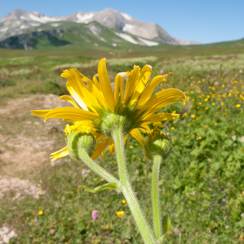 Image of Doronicum macrophyllum specimen.