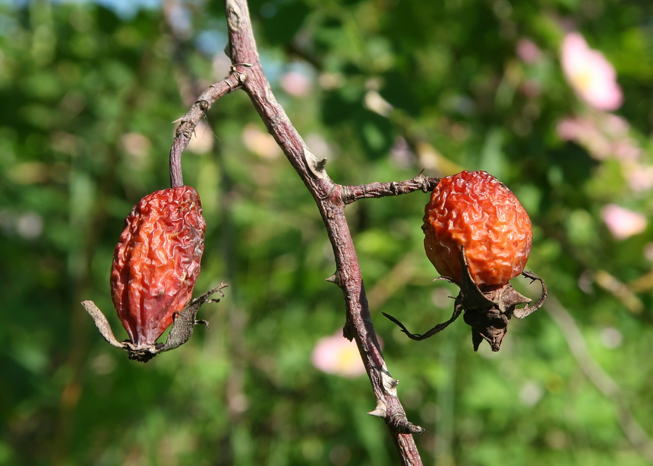 Image of Rosa dumalis specimen.