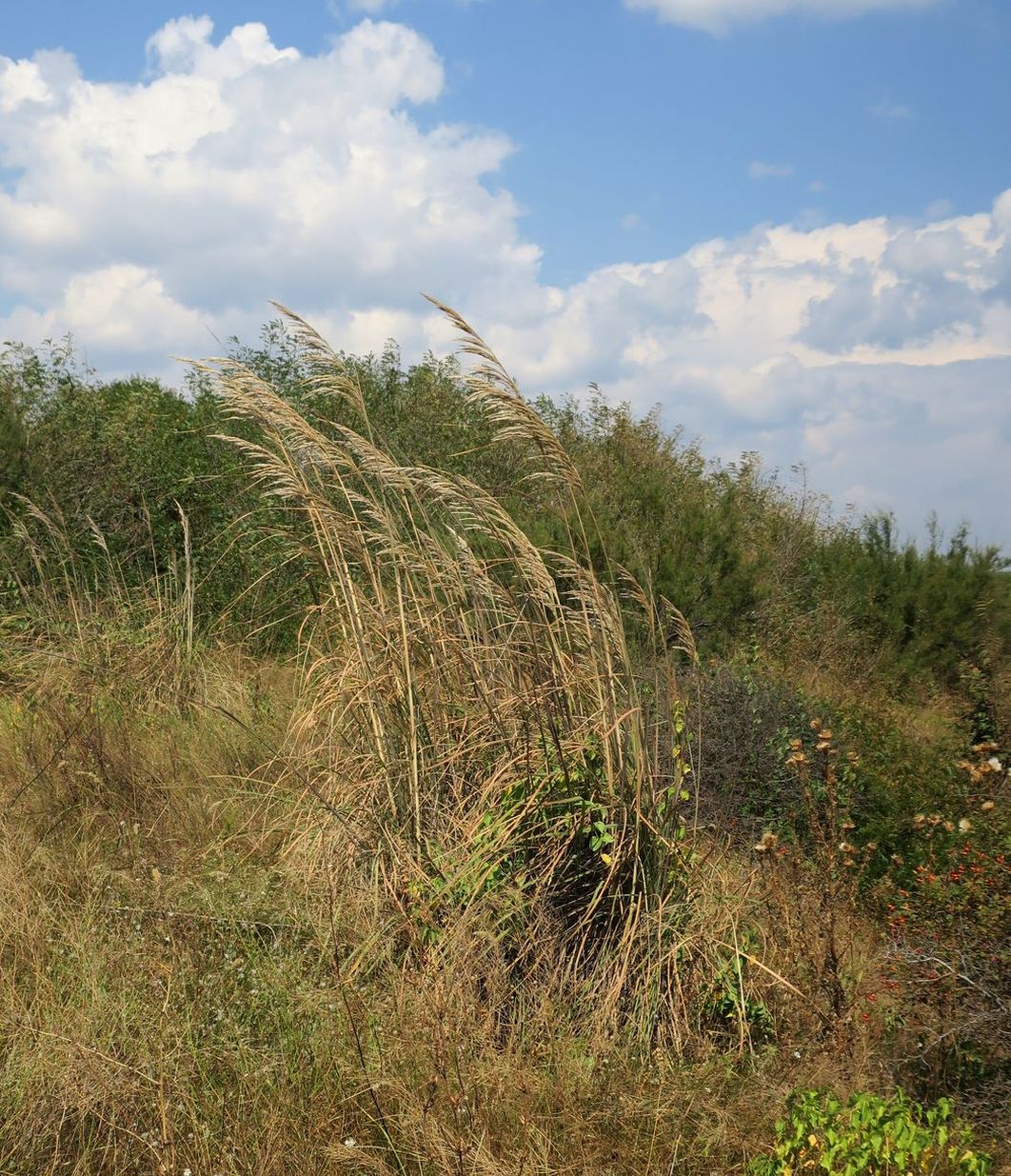 Image of Erianthus ravennae specimen.