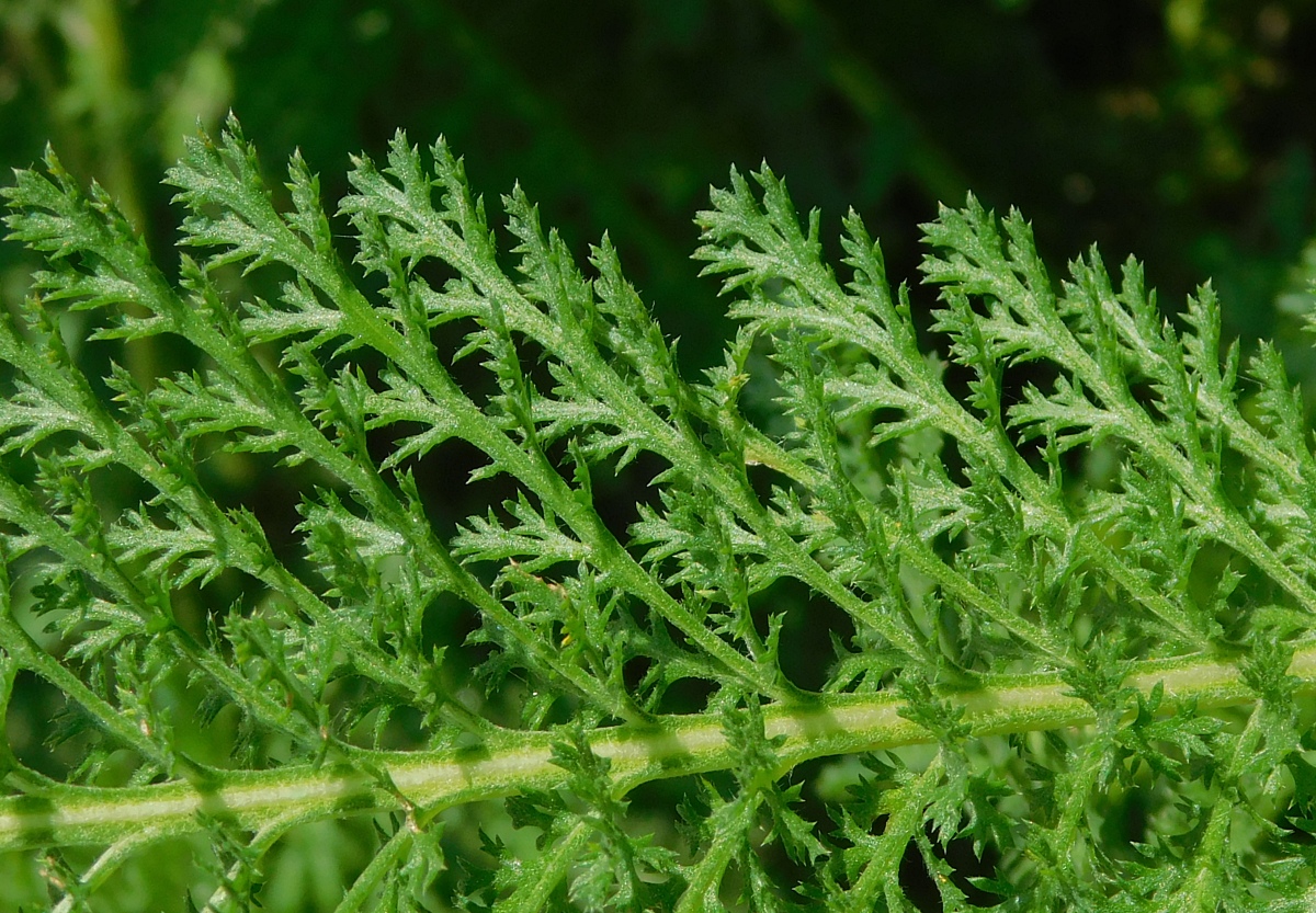 Изображение особи Achillea inundata.