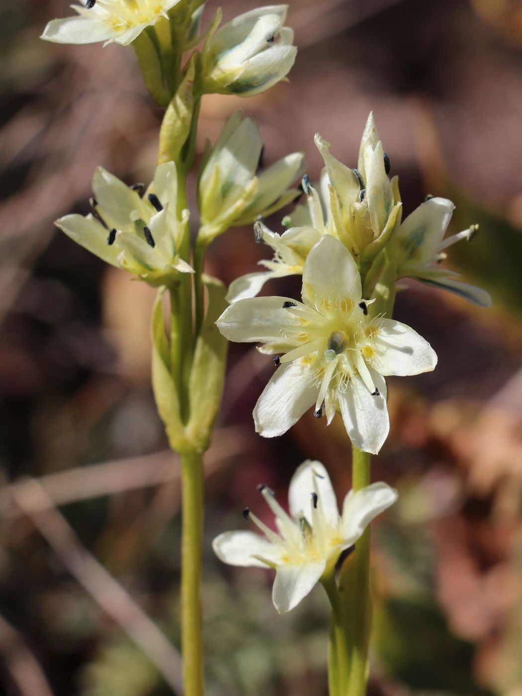 Image of Swertia marginata specimen.