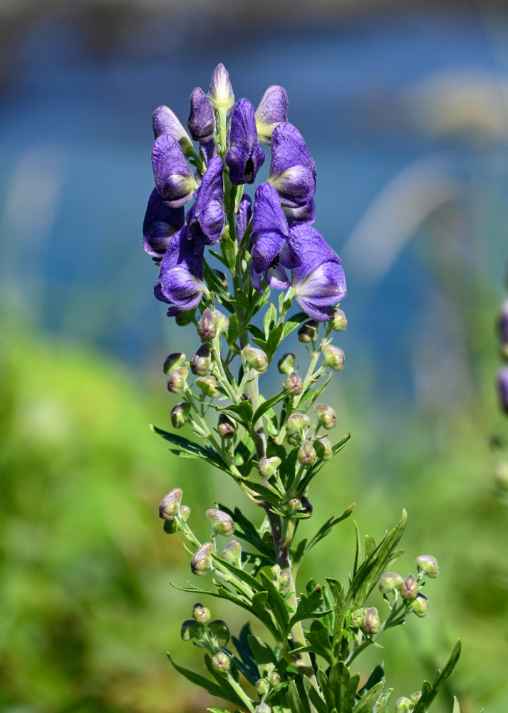 Image of Aconitum sachalinense specimen.