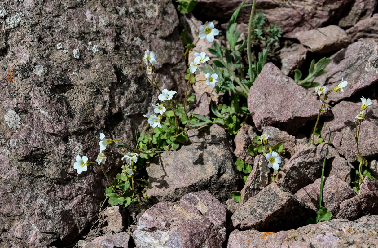 Image of Saxifraga sibirica specimen.