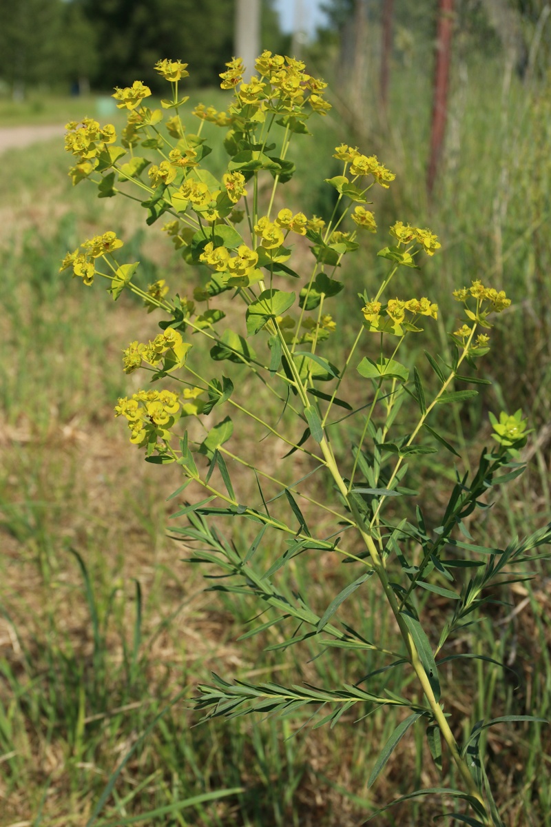 Изображение особи Euphorbia virgata.