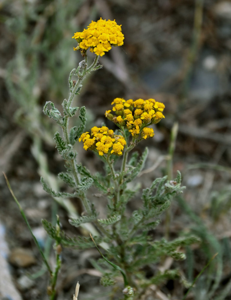 Image of Achillea arabica specimen.