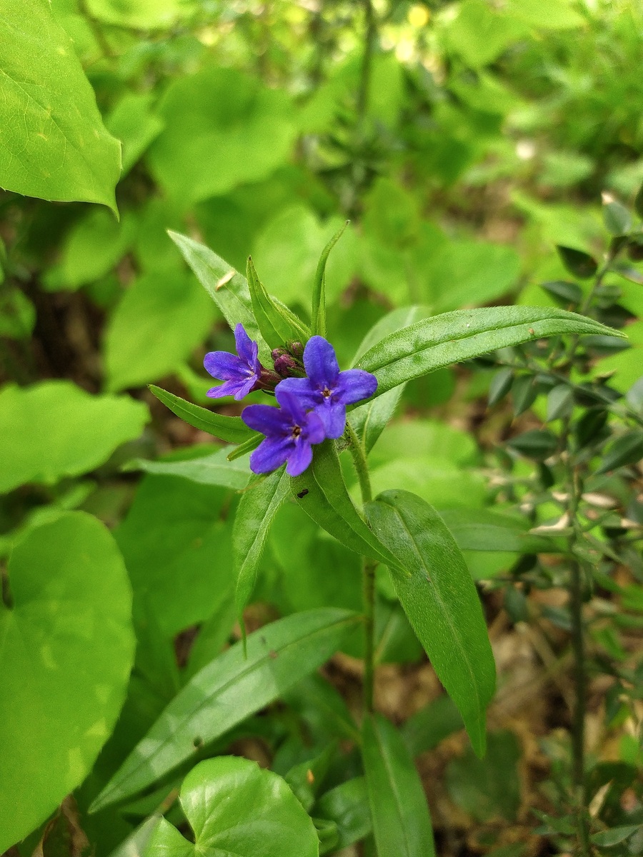 Изображение особи Aegonychon purpureocaeruleum.