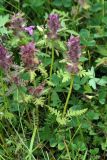 Pedicularis verticillata