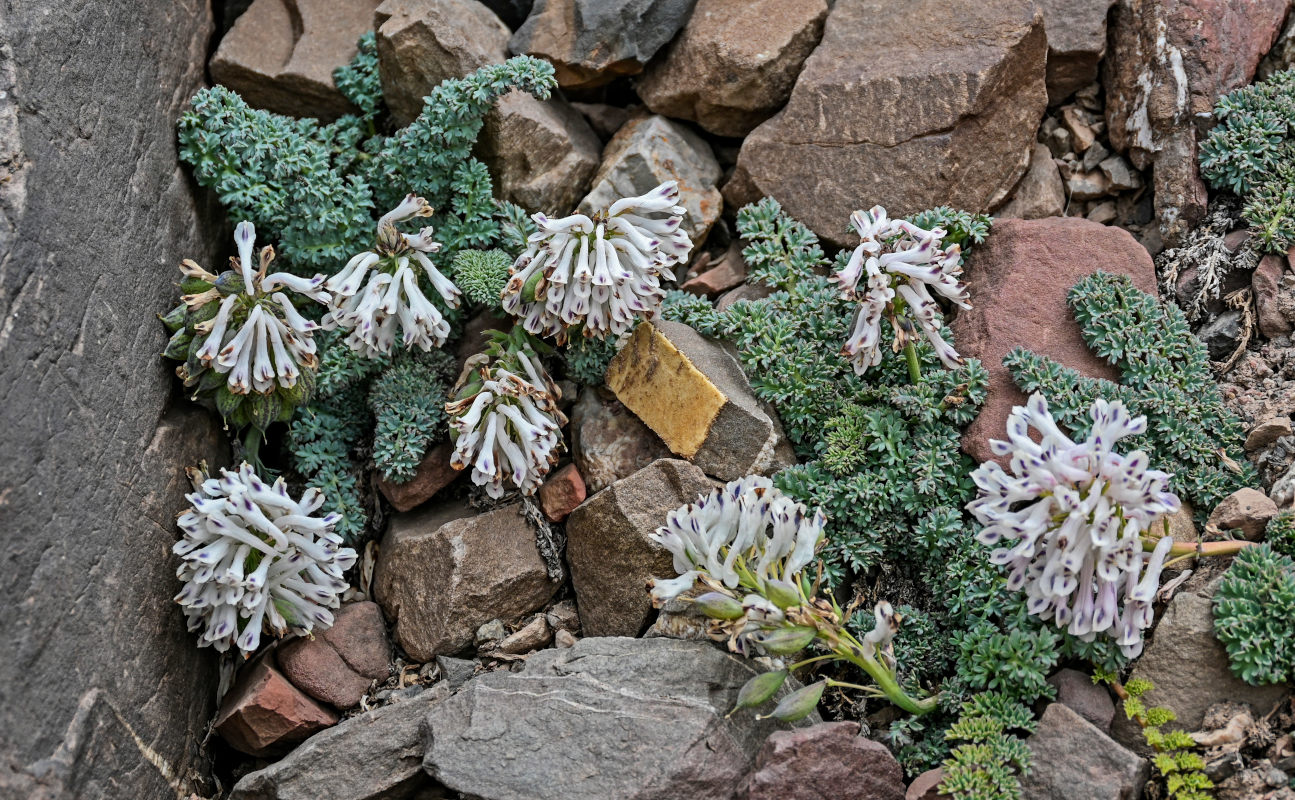 Изображение особи Cysticorydalis fedtschenkoana.