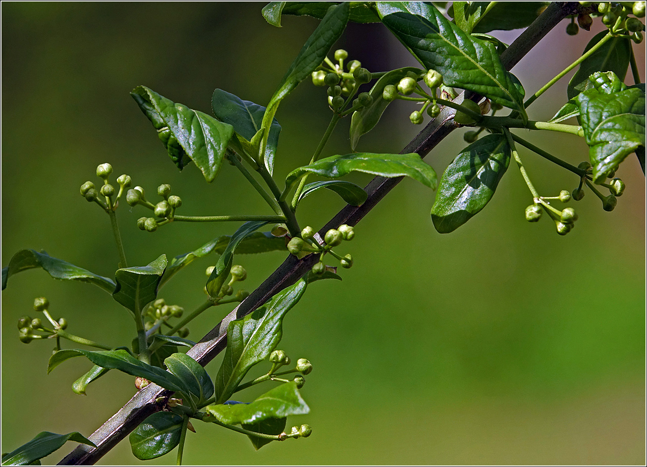 Image of Euonymus europaeus specimen.