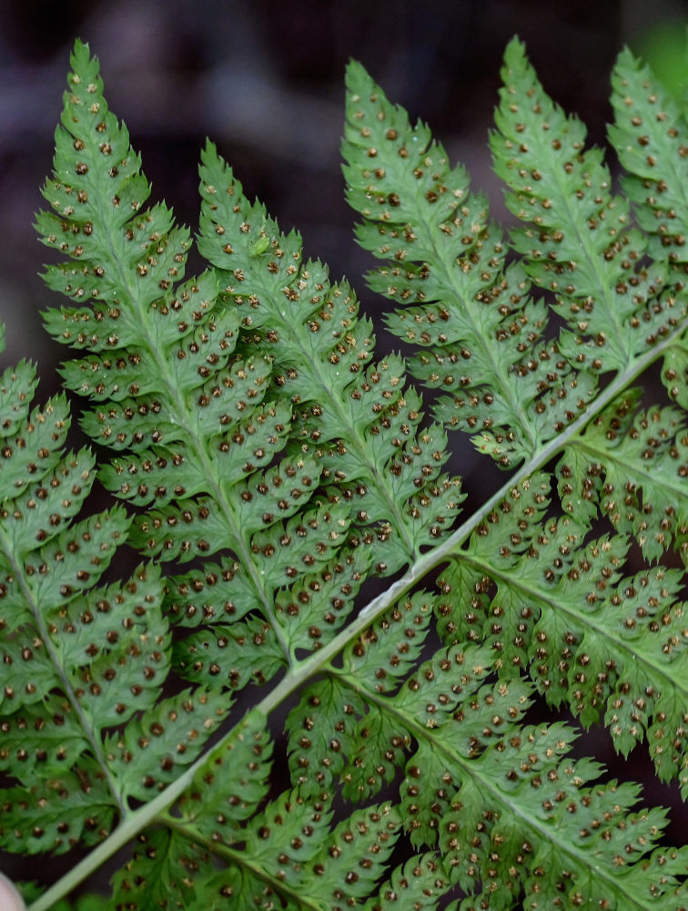 Image of Dryopteris carthusiana specimen.