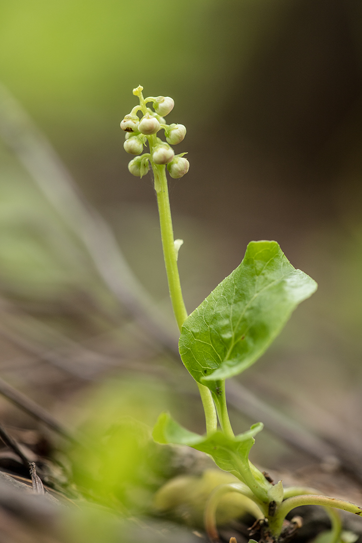 Изображение особи Pyrola minor.